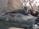 Otter - N.C. Aquarium - Manteo
